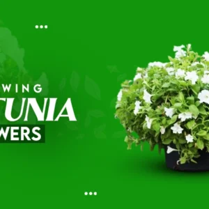 Firefly Petunia for Sale: Bright, Glowing Garden Blooms