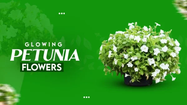 Firefly Petunia | A Unique Petunia with a Remarkable Glowing Display