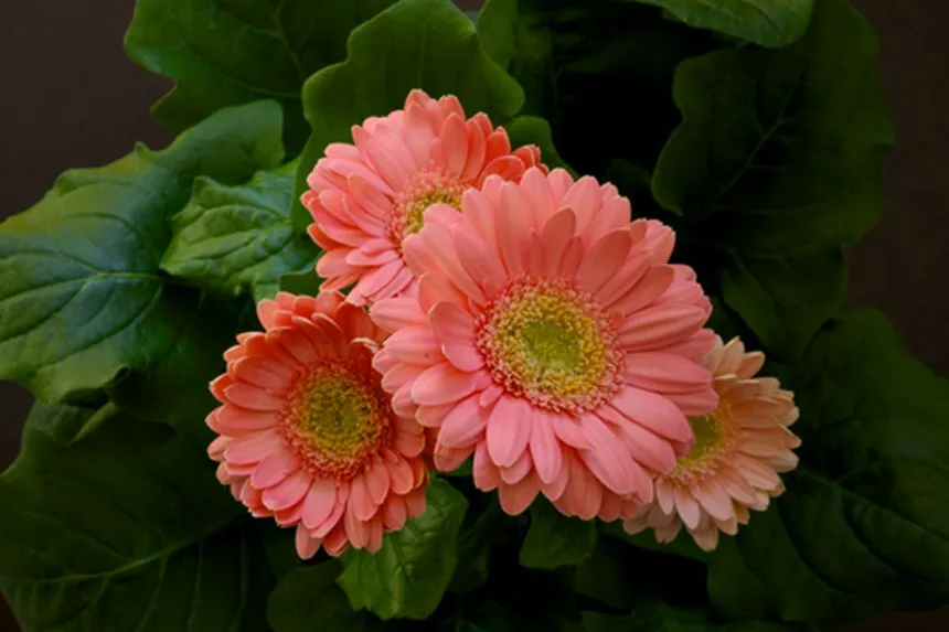 Gerbera daisy
