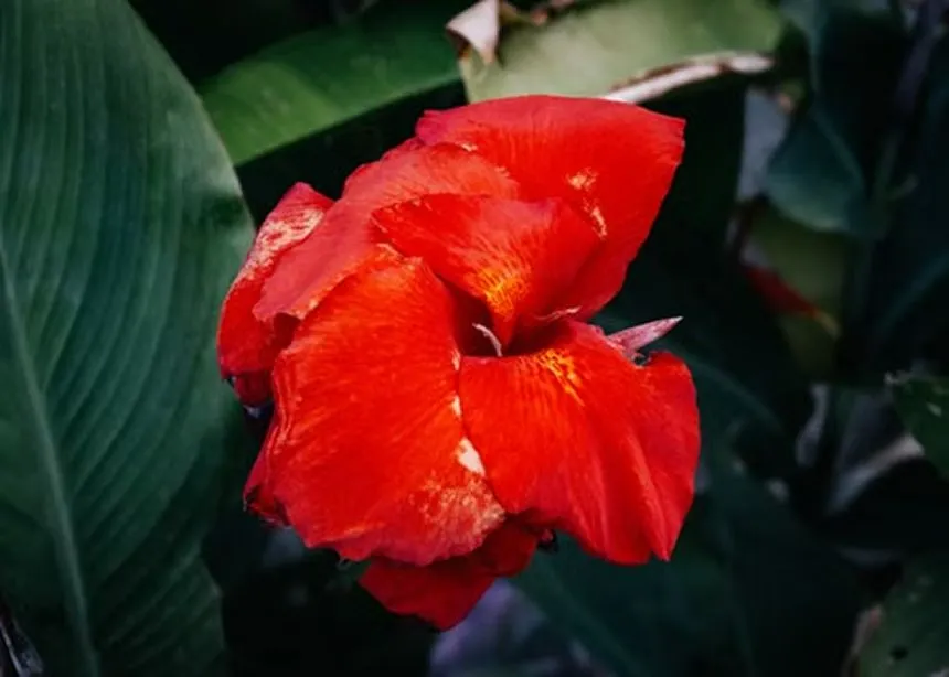 Gladiola