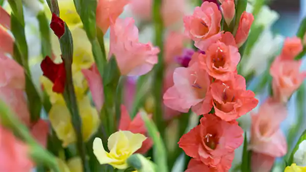 Gladiolus