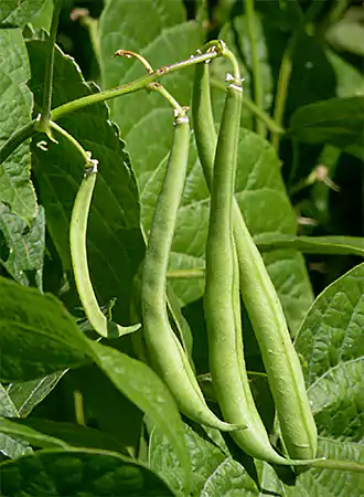 Green Bean Plant