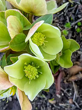 Green Hellebore