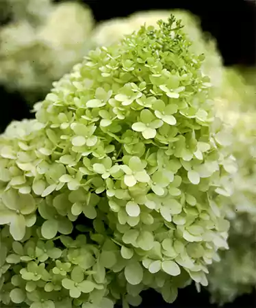 Green Hydrangea plant