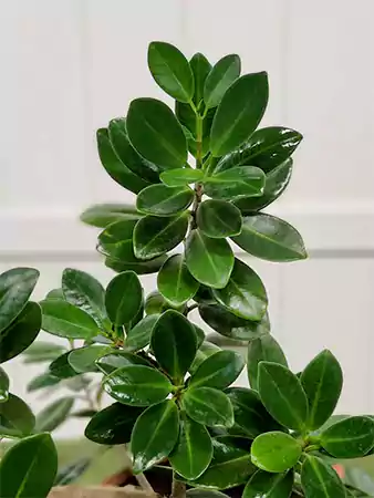 Green Island Ficus Plant