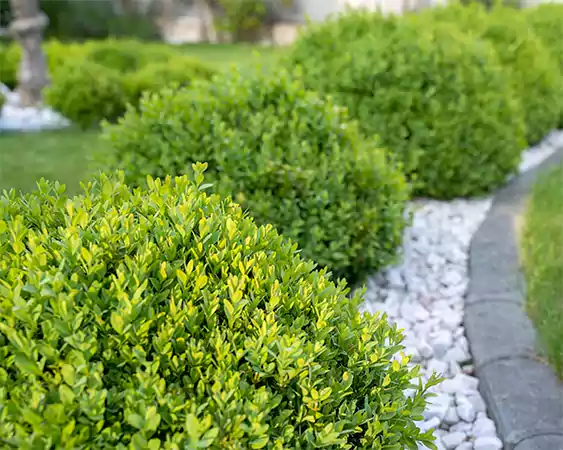 Green Velvet Boxwood