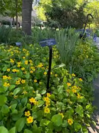 Green and Gold plant