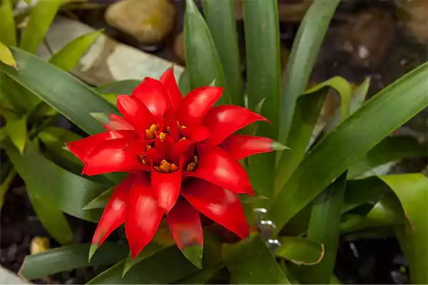 Guzmania Bromeliad