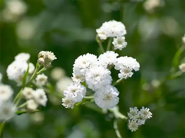 Gypsophila