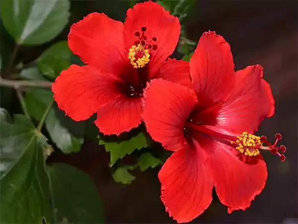 Hibiscus