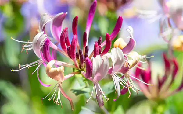 Honeysuckle