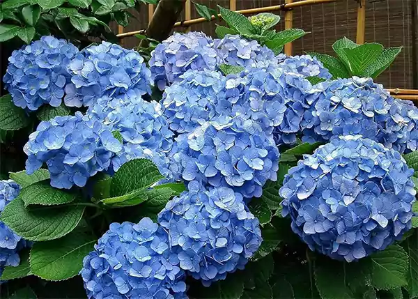 Hydrangea