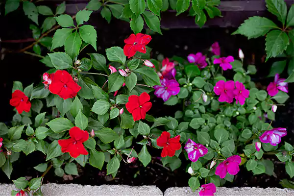 Impatiens