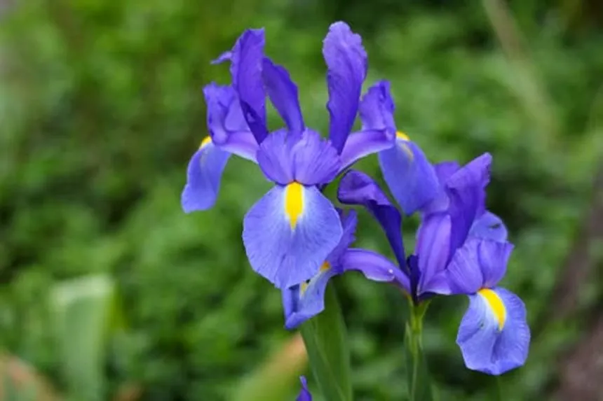 Iris