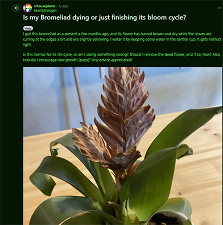 Is my Bromeliad dying or just finishing its bloom cycle Reddit query