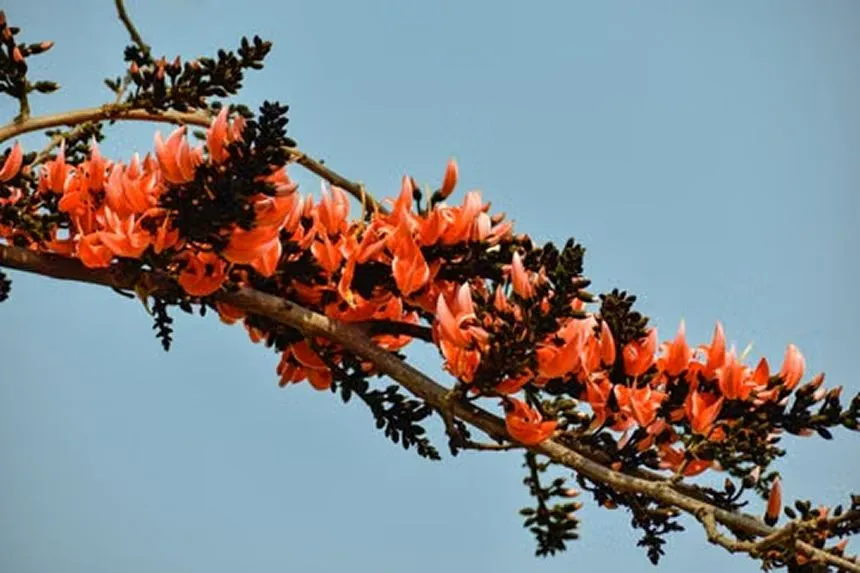 Kalanchoe