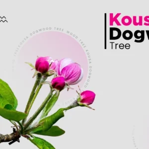 Kousa Dogwood Tree