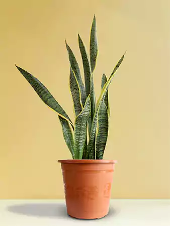 Laurentii Snake Plant