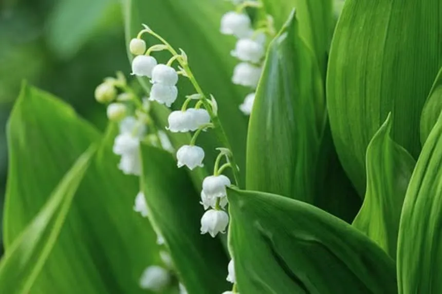 Lily of valley