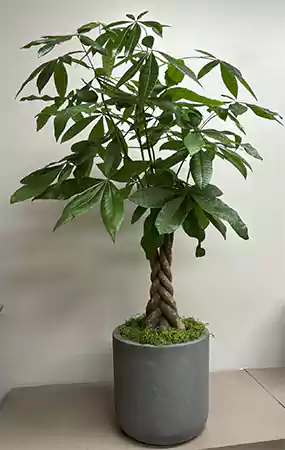 Money Tree