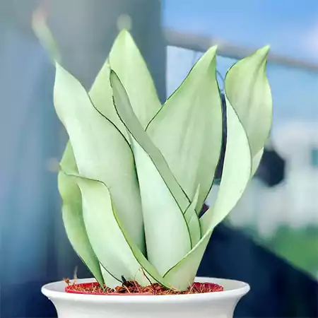 Moonshine Snake Plant