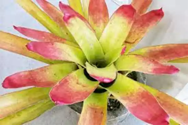 Neoregelia