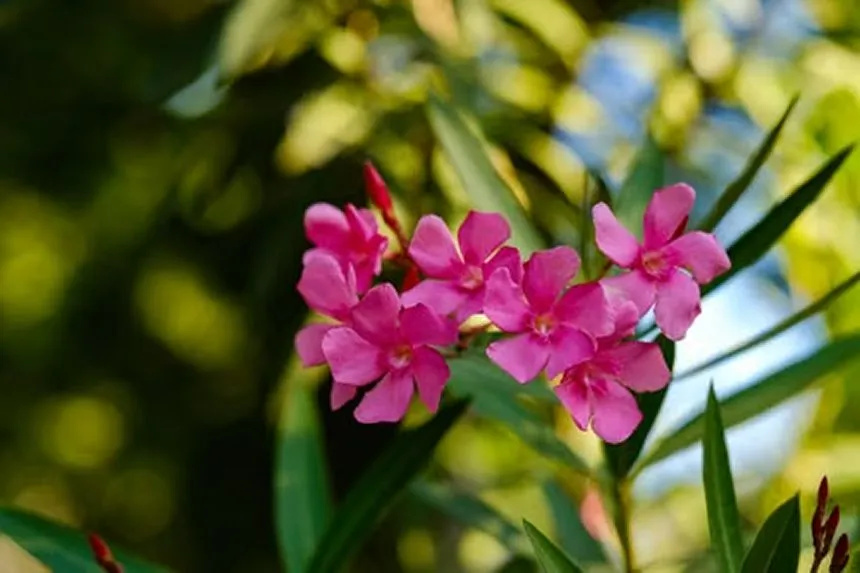 Oleander
