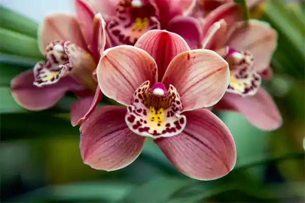 Orchid