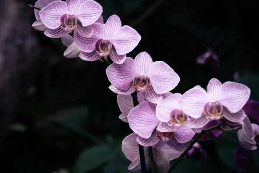Orchid