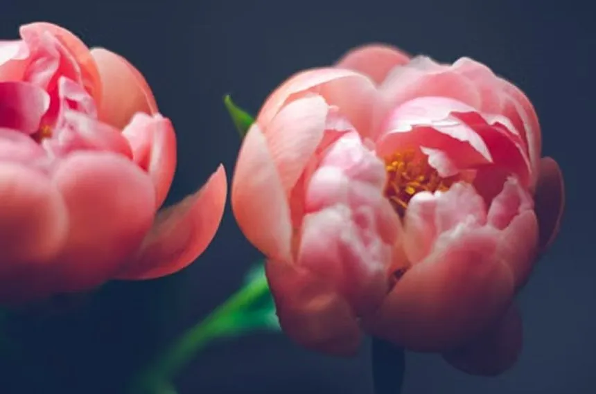 Peonies