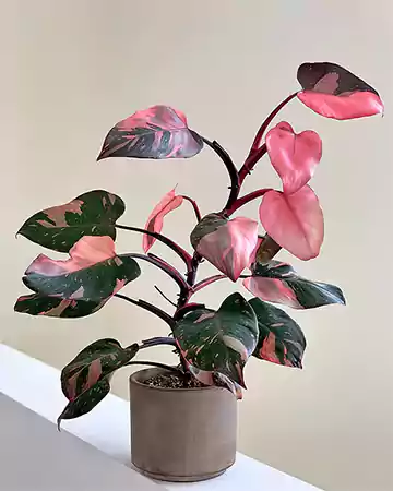 Philodendron pink princess