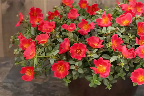 Portulaca