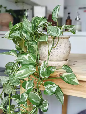 Pothos Marble Queen