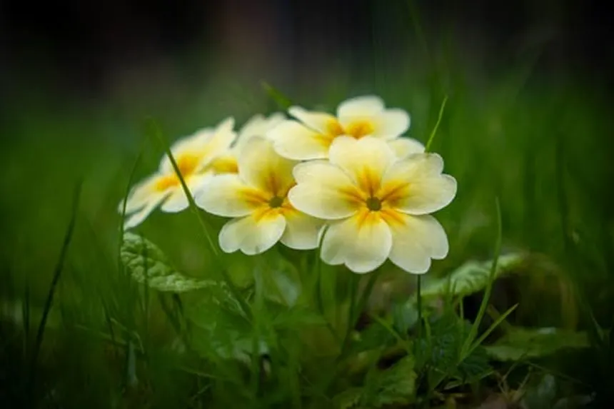 Primrose