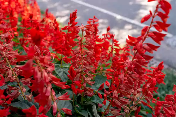 Salvia