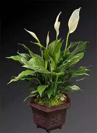 Simply Elegant Spathiphyllum