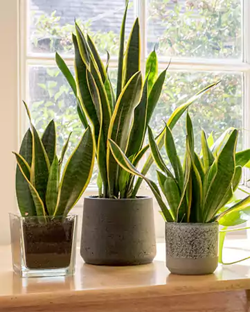 Snake Plant