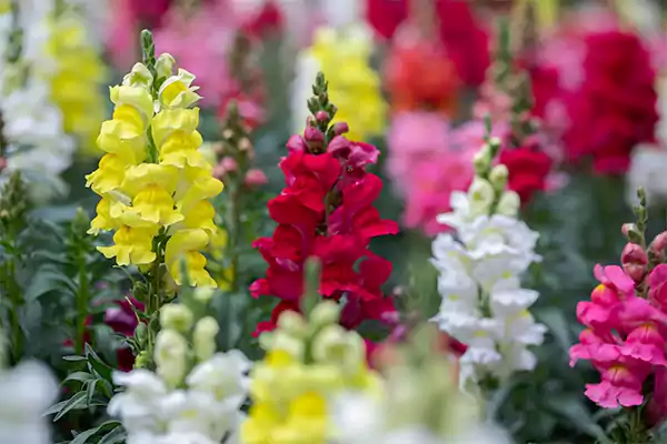 Snapdragon