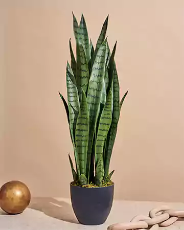 Specific Greenery Plant