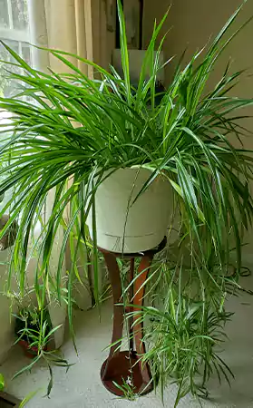 Spider Plant