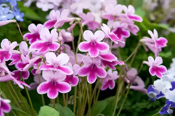 Streptocarpus