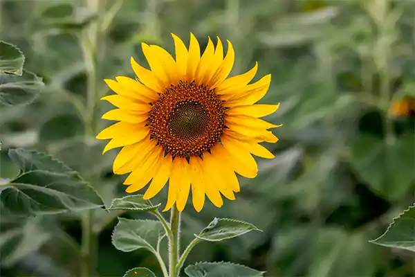 Sunflower