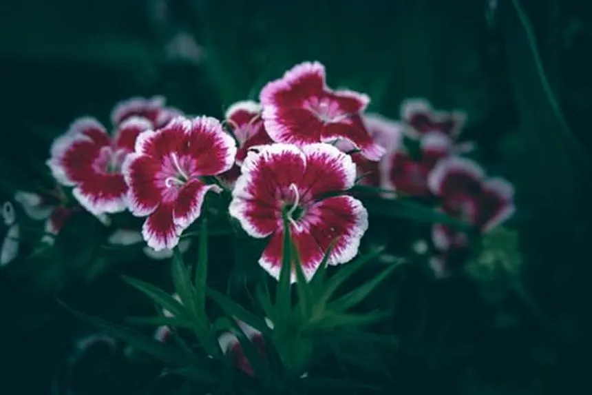 Sweet William