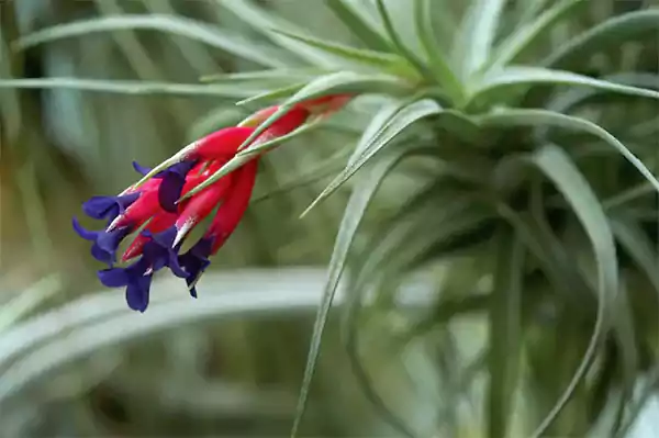Tillandsia