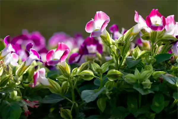 Torenia