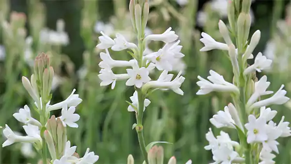 Tuberose