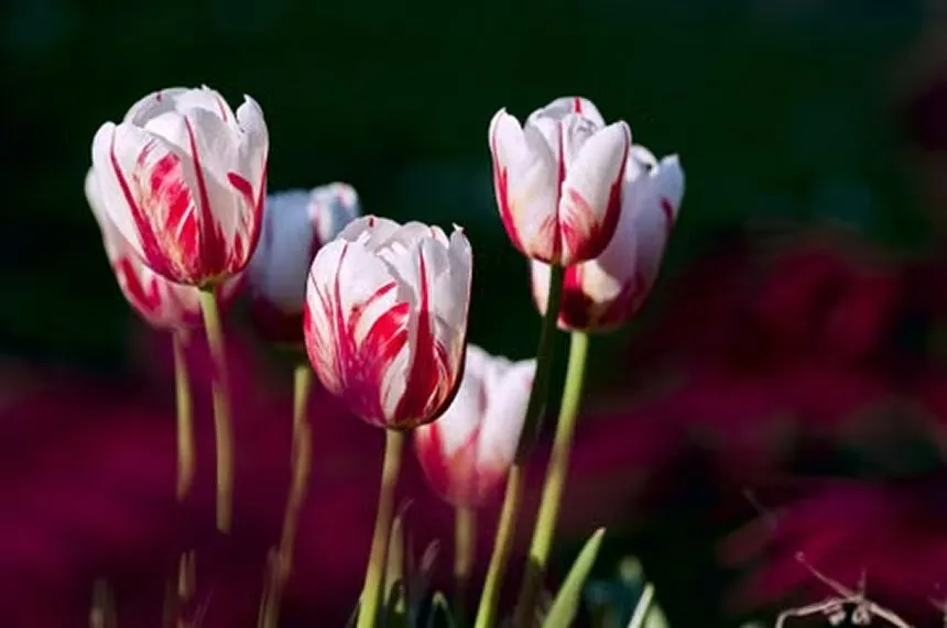 Tulip