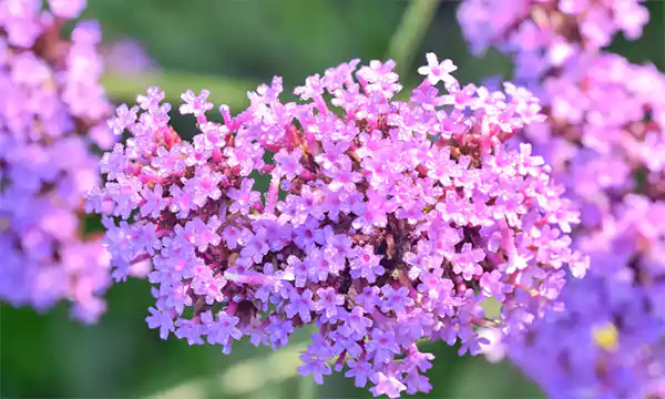 Verbena