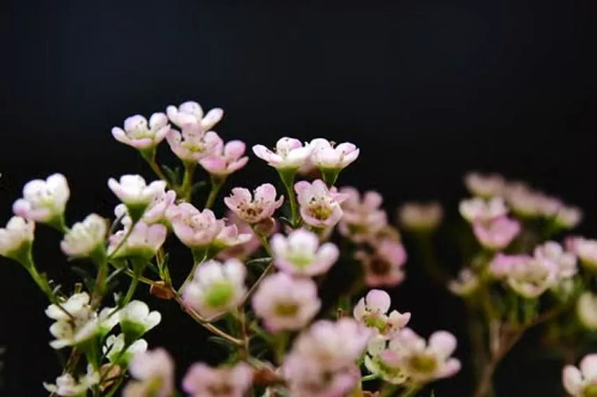 Waxflower