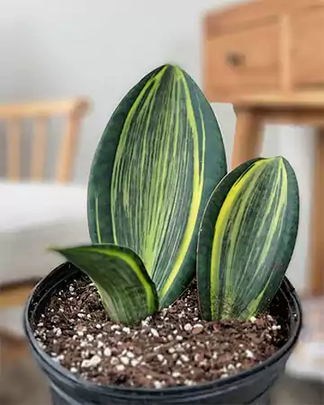 Whale Fin Snake Plant